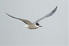 Aleutian Tern